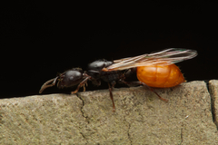 Crematogaster