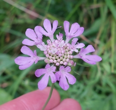 Scabiosa columbaria
