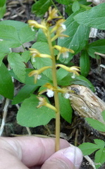 Corallorhiza maculata occidentalis