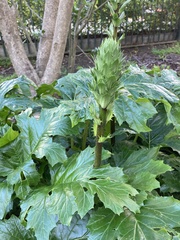 Acanthus
