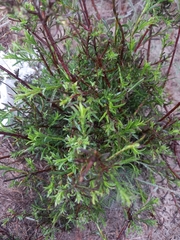 Ursinia paleacea