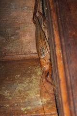 Ischnomela pulchripennis