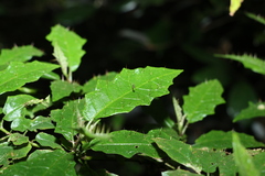 Solanum inaequilaterum