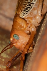 Ischnomela pulchripennis