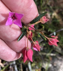 Boronia ledifolia