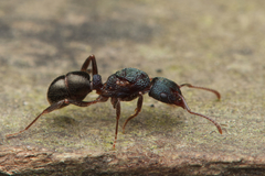 Rhytidoponera victoriae