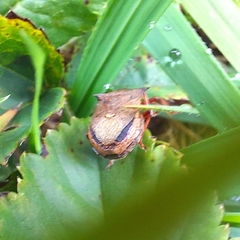 Picromerus bidens