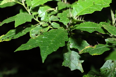 Solanum inaequilaterum