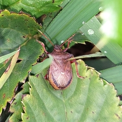 Picromerus bidens