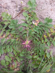 Arctotheca calendula
