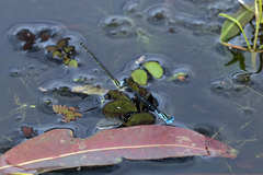 Austroagrion watsoni