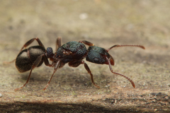 Rhytidoponera victoriae