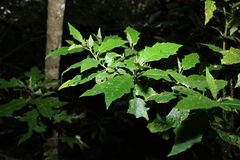 Solanum inaequilaterum