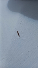 Diplopoda