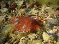 Platydoris argo