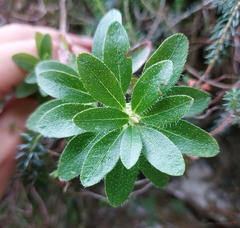Rhododendron hirsutum