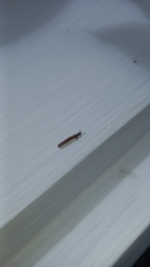 Diplopoda