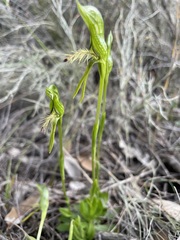 Pterostylis plumosa