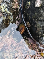 Gymnothorax prasinus