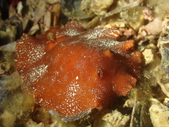 Platydoris argo