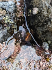 Gymnothorax prasinus