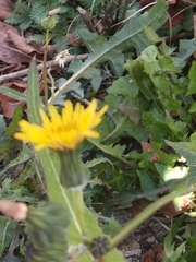 Sonchus