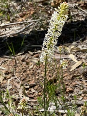 Stackhousia monogyna