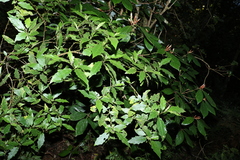 Solanum inaequilaterum
