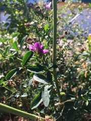 Medicago sativa