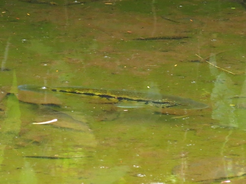 Parachromis dovii