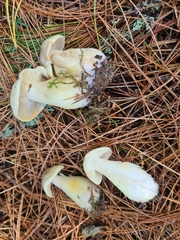 Tricholoma saponaceum