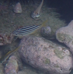 Atypichthys strigatus
