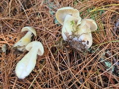 Tricholoma saponaceum