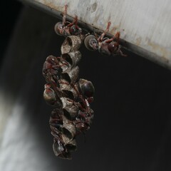 Ropalidia revolutionalis