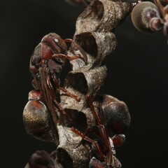 Ropalidia revolutionalis