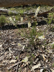 Stackhousia monogyna