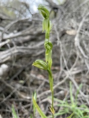Pterostylis prasina