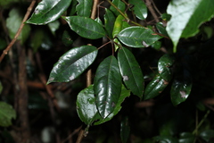 Cissus hypoglauca