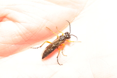 Tenthredo atra