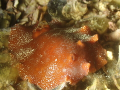 Platydoris argo