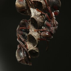 Ropalidia revolutionalis