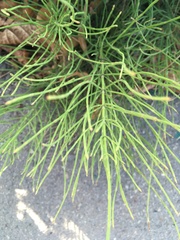 Equisetum