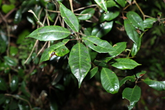 Cissus hypoglauca
