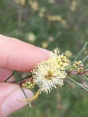 Melaleuca nodosa