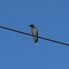 Coracina novaehollandiae