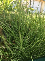 Equisetum
