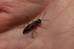 Tenthredo atra