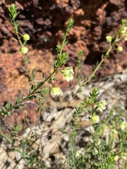 Phyllanthus calycinus