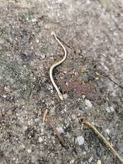 Anguis fragilis