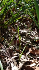 Calochilus paludosus